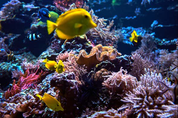 Billet pour SEA LIFE Berlin®