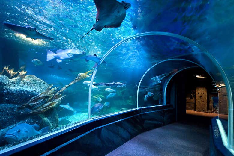 Tunnel du SEA LIFE Berlin